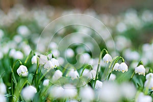 Early spring snowflake wild flowers