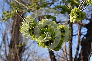 Spring sprout in a sunny day