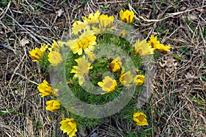 Early spring steppe and meadow flowers, Adonis vernalis, pheasant`s eye