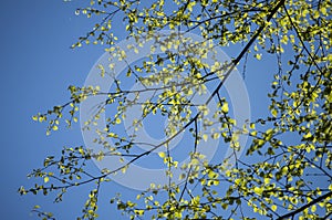 Early spring with closeup of first fresh green leaves of birch tree branches in spring sunlight on blue sky background