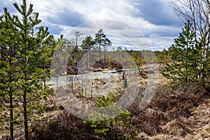 Early spring in the swamp