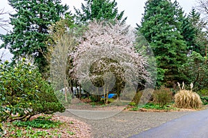 Early Spring Tree Blossoms