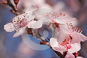 Early Spring Tree Blossoms