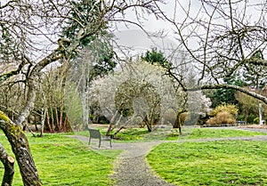 Early Spring Tree Blossoms 7