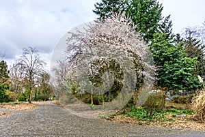 Early Spring Tree Blossoms 2
