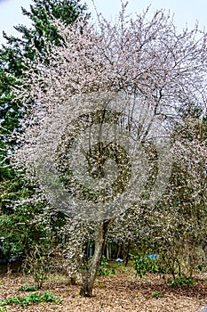 Early Spring Tree Blossoms 4