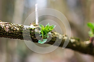 Early spring tree branch spouts  fresh green close up shot in the forest shallow depth of field