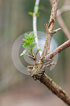 Early spring tree branch spouts  fresh green close up shot in the forest shallow depth of field