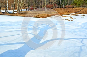 Early spring. Tree shadow