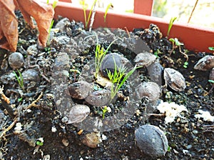 Early spring vegetable seedlings in the pot
