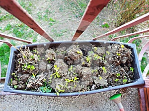 Early spring vegetable seedlings in the pot