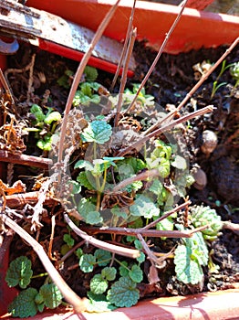 Early spring vegetable seedlings in the pot