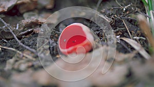 Early Spring. Vibrant Orange Fungus Growing On Decaying Log In Forest. Sarcoscypha Coccinea Fungus Or Scarlet Elf Cup On