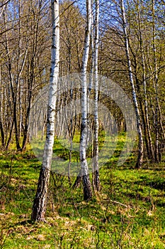 Early spring view of Biebrza river valley wetlands and nature reserve at Carska Droga road in Podlaskie voivodship in Poland