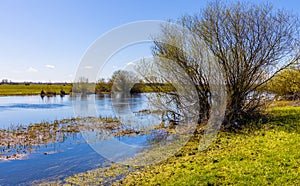 Próximamente primavera de un rio el valle humedales a naturaleza reservar en municipio en en polonia 