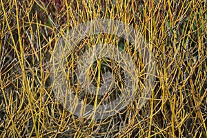Early spring view of yellow and red stems of Tatarian Dogwood and Golden-Twig Dogwood with colorful and distinctive