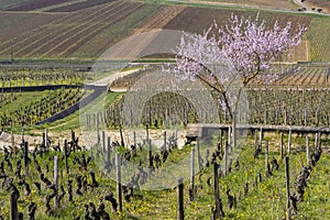 Early spring vineyards near Aloxe-Corton, Burgundy, France photo