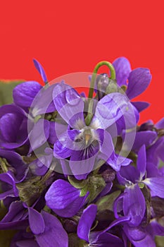 Violets flowers