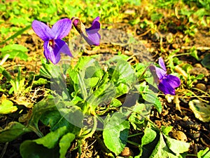 Early spring violets