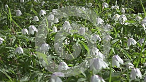 Early spring white bloom in spring forest. Snowdrop flowers, glade of snowdrops swaying in the wind. Beautiful wild