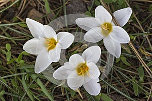 Early spring white flowers. Ground without grass