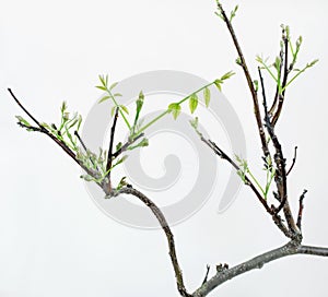 Early Spring Wisteria Bonsai Sprouts, Close Up