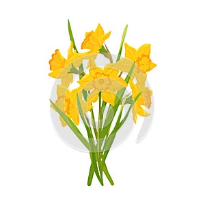 Early spring yellow narcissus and garden flowers symbols isolated on white set. Elements Illustration of nature flower