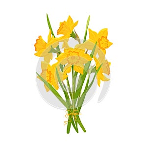 Early spring yellow narcissus and garden flowers symbols isolated on white set. Elements Illustration of nature flower