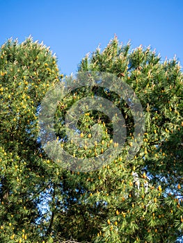 Early spring young cones on the branches. Crown of coniferous trees. Cones and needles on branches