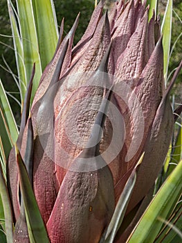 Yucca plant, preparing to bloom