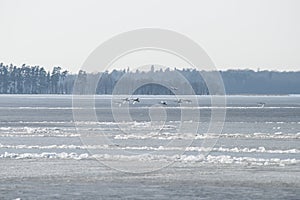 Early springtime in Latvia with flying swans above Usma lake