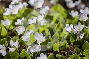 Spring closeup of small white blossoms and fresh green leaves of Wood-sorrel in forest