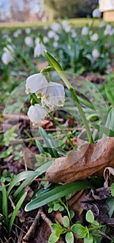 early srpring blooms