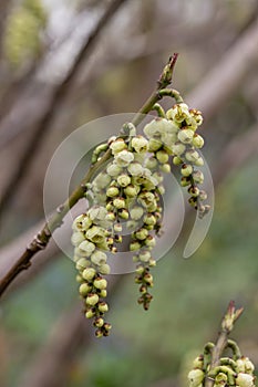 Próximamente colgante de pálido flores 