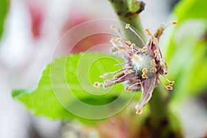 Early stage of almonds growing on a almond tree branch isolated