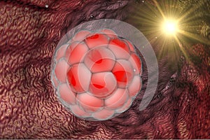 Early stage embryo in the reproductive tract