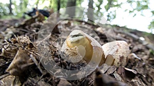 Early stage of the fungus Phallus impudicus in a deciduous forest. Treatment of cancer