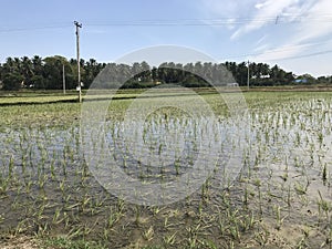 Early stage of rice agricultural field or landscape by farmers