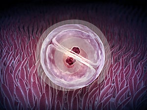 An early stage of a zygote photo