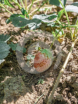 Early strawberry trying to mature, ripen, maturate, grow ripe, bake, mellow