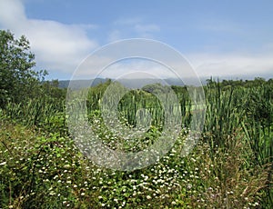 Early summer blossoms in the Marsh