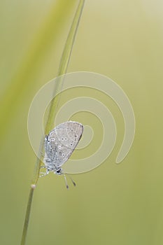 Early summer butterfly