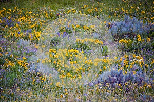 Early Summer Colorado Wildflowers