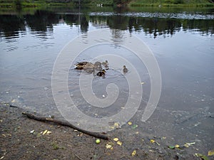 In the early summer, a family of ducks swims on the river. A duck is a female and several ducklings in the water