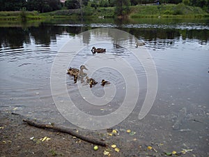 In the early summer, a family of ducks swims on the river. A duck is a female and several ducklings in the water
