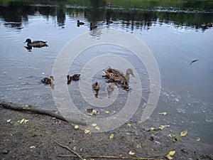 In the early summer, a family of ducks swims on the river. A duck is a female and several ducklings in the water