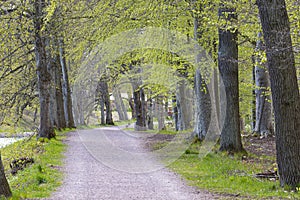 Early summer gravel walkway with trees on both sides next to Gota Kanal