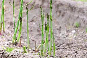 Early summer growth cycle of asparagus plant, fern development