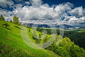 Early summer landscape with snowy mountains and green forest, Romania