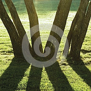 Early Summer Morning Dawn, Sunrise Shaded Backlit Park Trees, Bright Parkland Lawn, Large Vertical Trunks Closeup